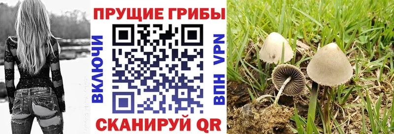 Псилоцибиновые грибы GOLDEN TEACHER наркотики МЕГА онион Отрадный
